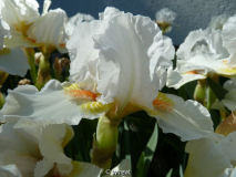 Iris Angel Heart