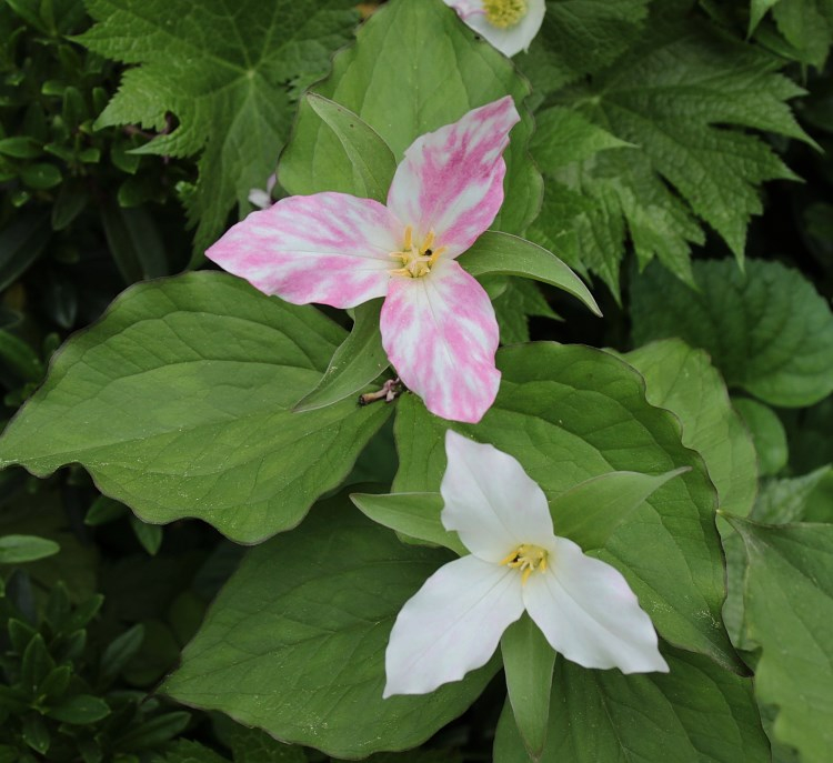 Trillium grandiflorum