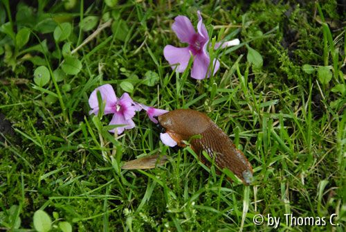 Phloxblüten mit Schnecke