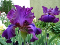 Iris Gypsy Romance