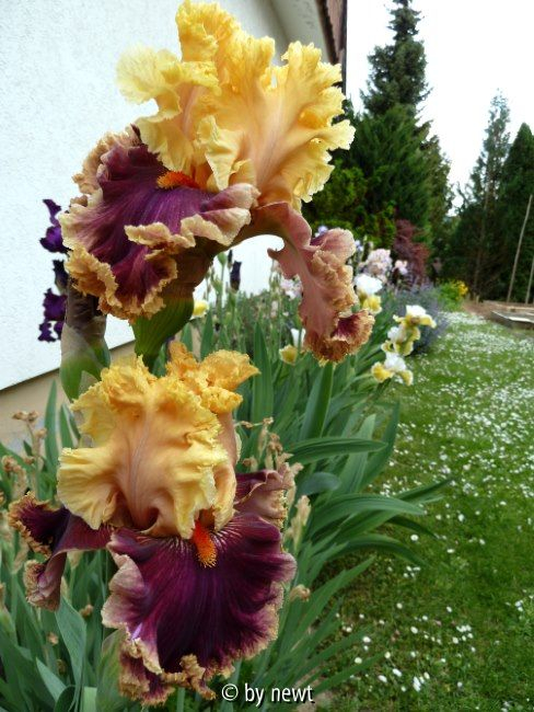 Iris Decadence