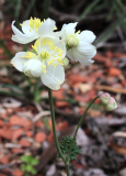 Thalictrum tuberosum