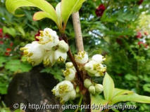 Rehderodendron	 macrocarpum