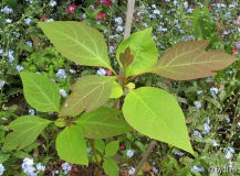 Sassafras Tzumu Mai 2015