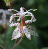 Tricyrtis macropoda