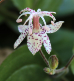 Tricyrtis macropoda