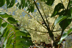 Aralia elata - Blüte