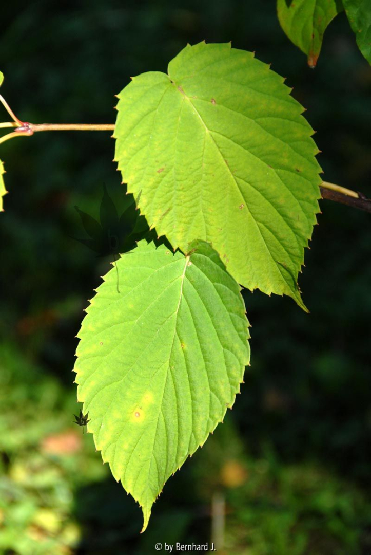 Davidia involucrata - Blattform