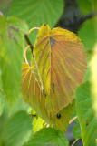 Davidia involucrata - Herbstfarben