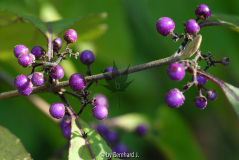 Callicarpa bodinieri var. giraldii