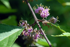 Callicarpa bodinieri var. giraldii