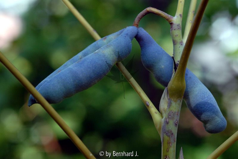 Decaisnea fargesii - Frucht