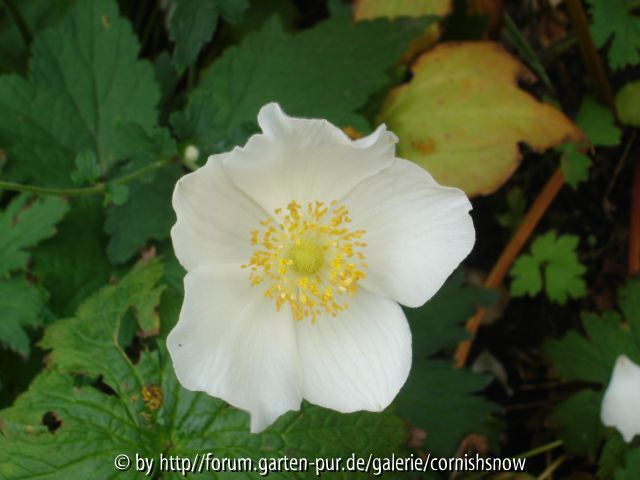 Anemone hupehensis f. alba