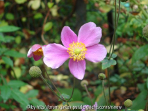 Anemone x Japonica 'Splendens'