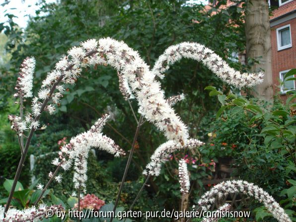 Actaea/Cimicifuga simplex Typ I