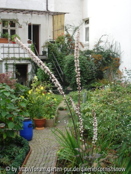 Actaea/Cimicifuga simplex Typ II