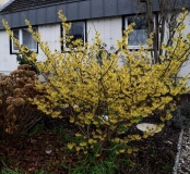 Hamamelis Pallida Habitus