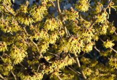 Hamamelis Pallida Blüten