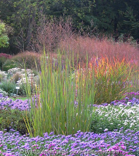 Panicum Heiliger Hain und Hänse Herms