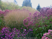 Panicum virgatum mit Eupatorium