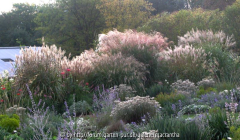 verschiedene rosa-blühende Miscanthus-Sorten