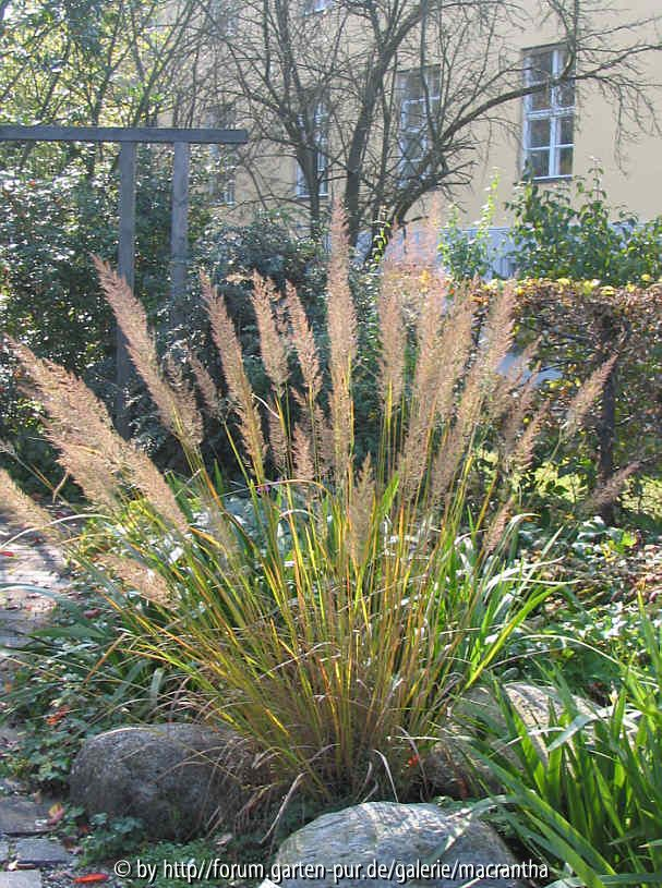 Calamagrostis/Stipa/Achn. brachytricha --- Diamantgras