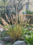 Calamagrostis/Stipa/Achn. brachytricha --- Diamantgras