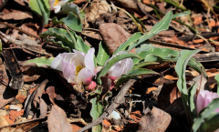 Ranunculus calandrinioides