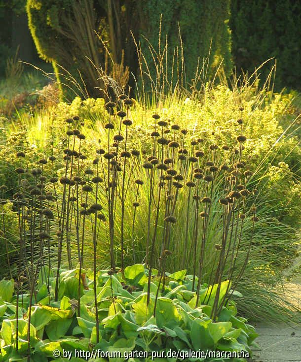 Festuca mairei im Hintergrund der Phlomis