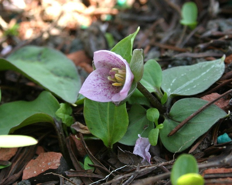 Trillium rivale