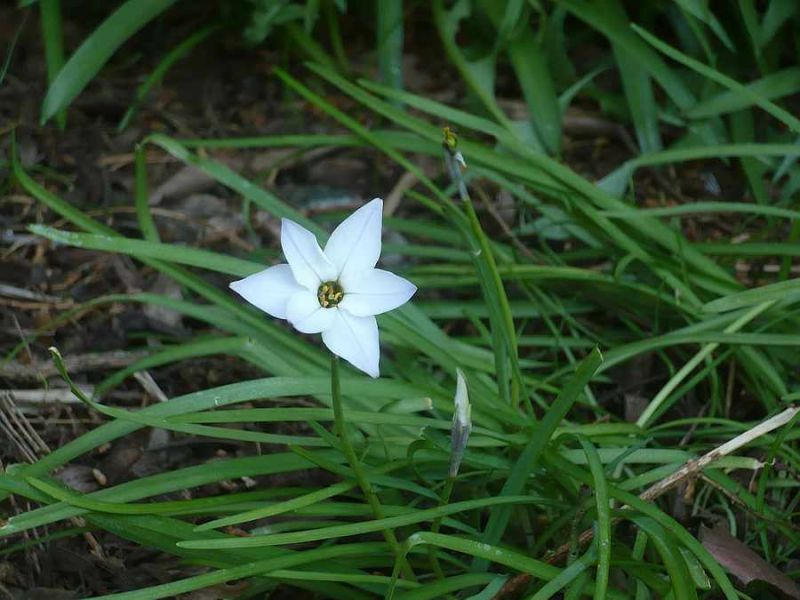 Frühlingsstern (Ipheion uniflorum), (Alberto castillo)