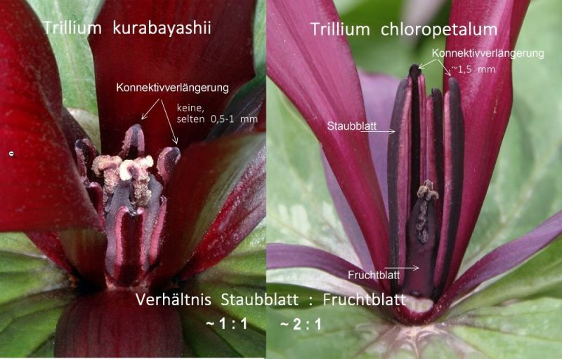 Blütenvergleich kurabayashii-chloropetalum