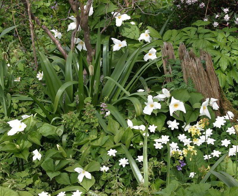 Trillium grandiflorum