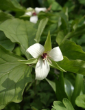 Trillium erectum album