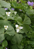 Trillium flexipes