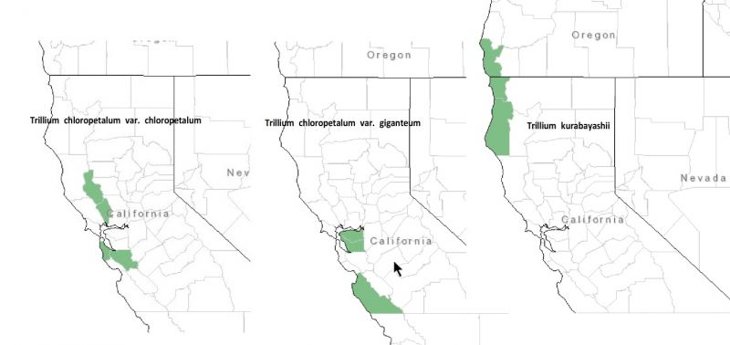 Trillium chloropetalum - kurabayashii Verbreitung