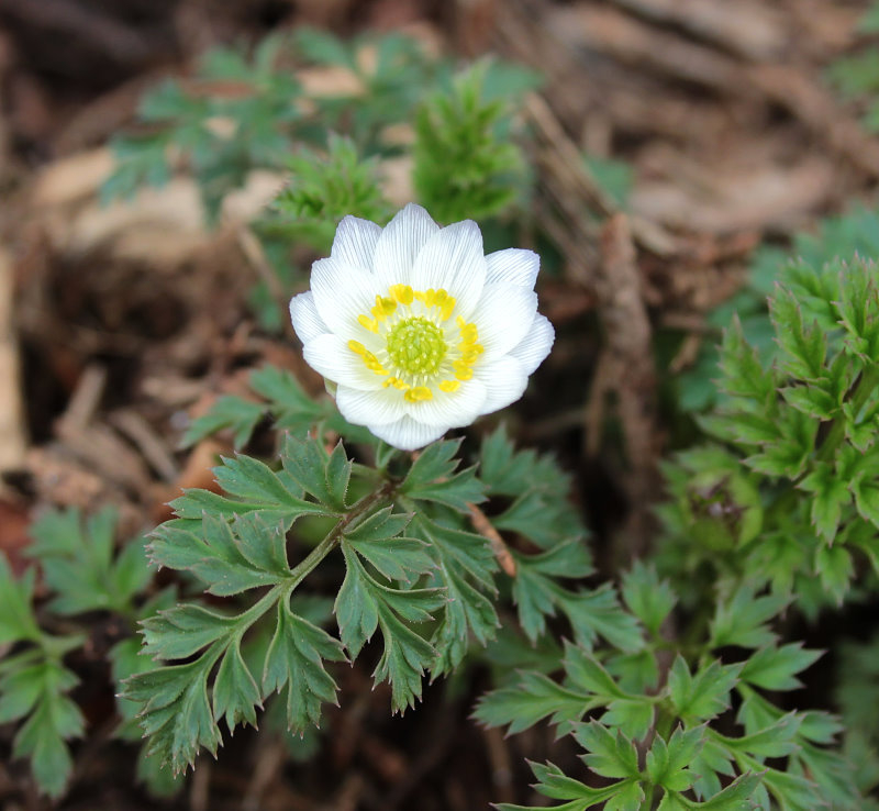 Adonis coerulea