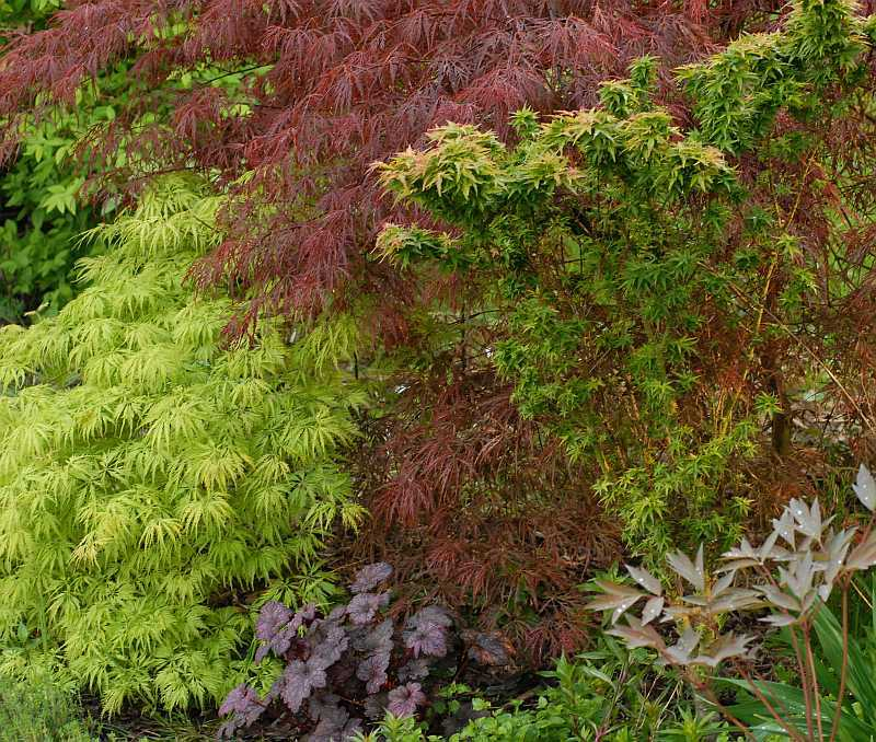 Acer Filigree und Inaba shidare, Sommer