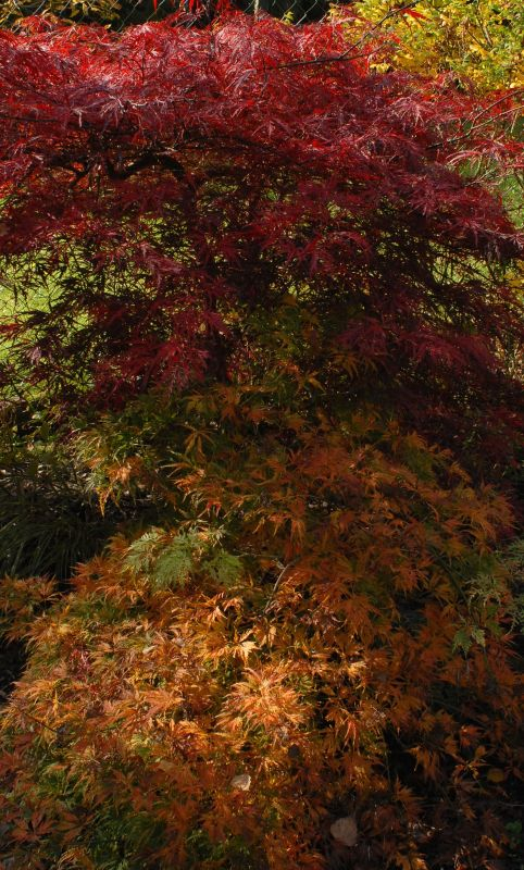 Acer Filigree und Inaba shidare, Herbst