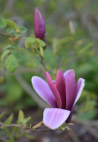 Magnolia liliiflora Nigra, Blüte