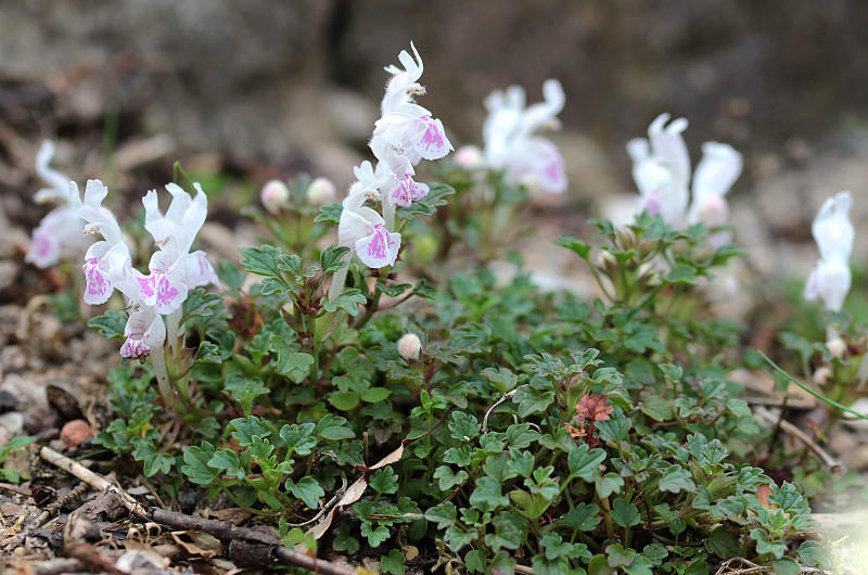 Lamium sandrasicum