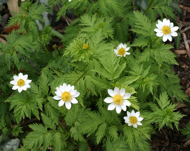 Adonis davidii