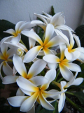 Blühende Plumeria