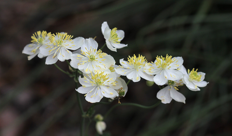 Thalictrum tuberosum