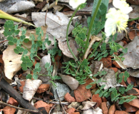 Thalictrum tuberosum