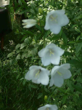 campanula persicifolia