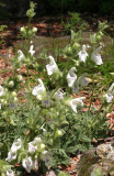 Salvia quezelii