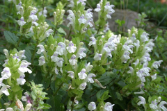 Scutellaria alpina