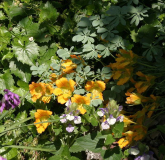 Tropaeolum Polyphyllum