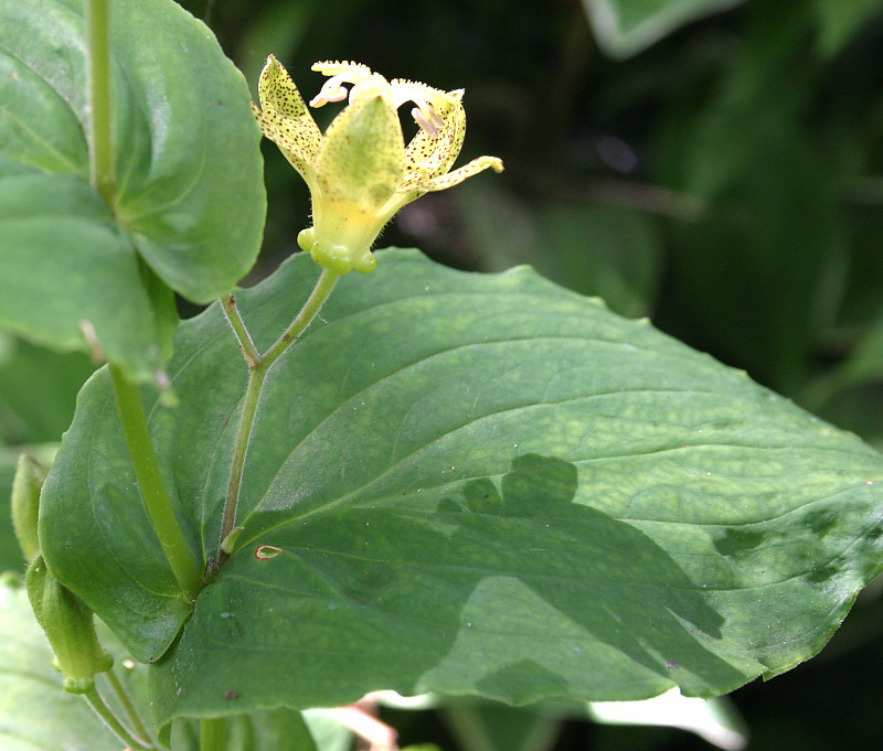 Tricyrtis latifolia